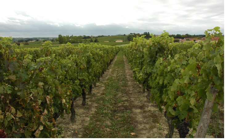 Vignoble du Blayais - Cars - Sol argilo-calcaire - © M.CRIVELLARO Vignoble du Blayais - Cars - Sol argilo-calcaire - © M.CRIVELLARO