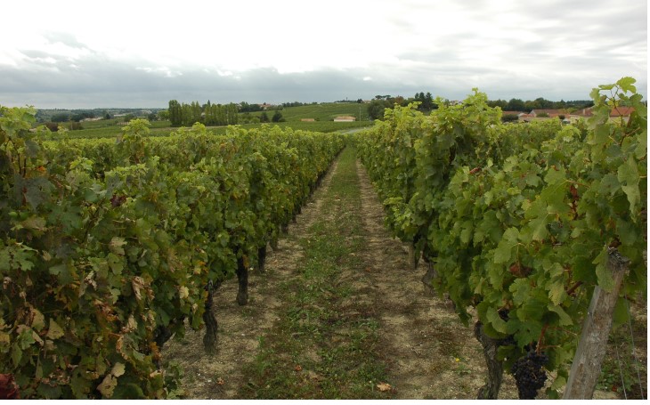 Vignoble du Blayais - Cars - Sol argilo-calcaire -  © M.CRIVELLARO