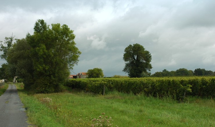 Vignoble du Blayais en bordure de forêt à Cézac. Photo Michel CRIVELLARO
