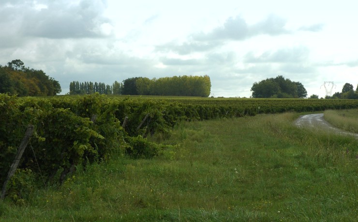 Vignoble du Blayais entre les villages de Cézac et Civrac-de-Blaye. Photo Michel CRIVELLARO