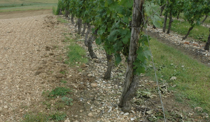  Vignoble du Bruhlois - Sol argilo-graveleux sur graves garonnaises -  © M.CRIVELLARO
