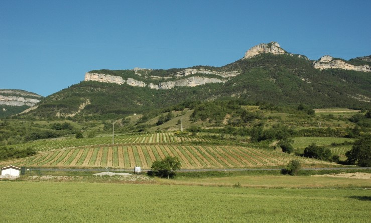 Vignoble du Diois au pied des massifs calcaires du Vercors.Photo Michel CRIVELLARO