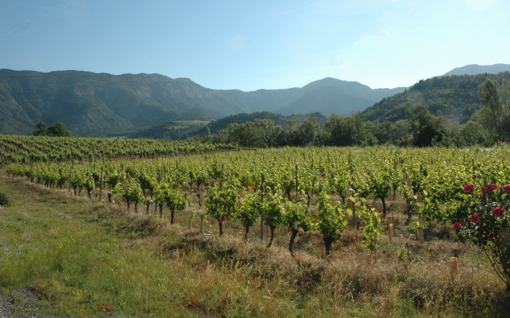 Vignoble du Diois au pied des massifs des Pré-alpes. Photo Michel CRIVELLARO
