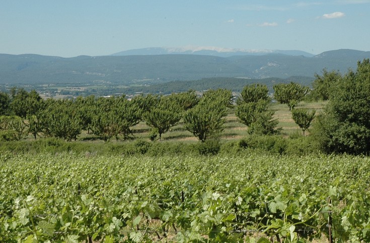 Vignoble du Lubéron - Bonnieux - Mont Ventoux au loin - Photo Adrien CRIVELLARO