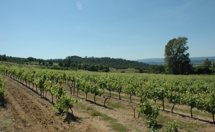 Vignoble du Lubéron - Entre Bonnieux  et Apt - Photo Adrien CRIVELLARO