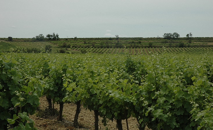 Vignoble du Minervois à La Livinière - © M.CRIVELLARO