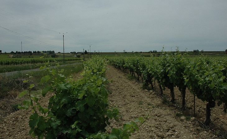 Vignoble du Minervois sur les collines à la sortie du village de Siran. © M.CRIVELLARO
