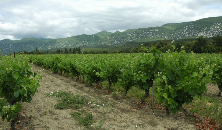 Vignoble du Roussillon à Caudiès-de-Fenouillèdes -  © M.CRIVELLARO