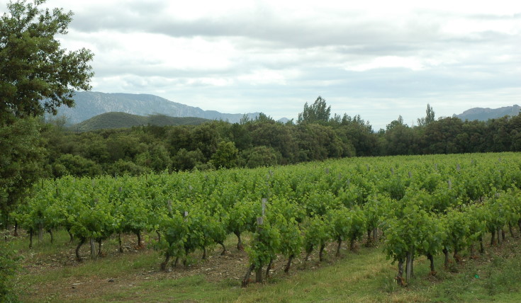 Vignoble du Roussillon dans la vallée de l'Agly -  © M.CRIVELLARO
