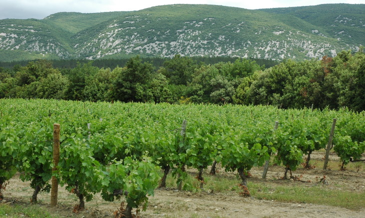 Vignoble du Roussillon dans la vallée du Maury petit affluent de l'Agly - © M.CRIVELLARO