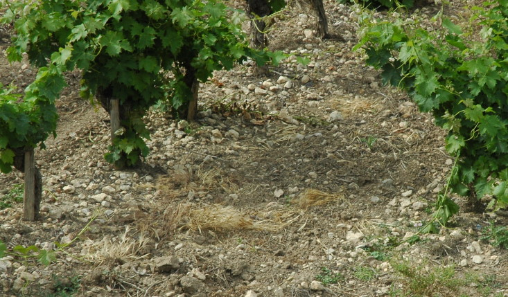 Vignoble Muscat de Frontignan - Sols  pierreux issus de couches jurassiques, mollassiques et d’alluvions anciennes - © M.CRIVELLARO