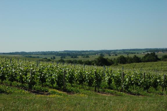 Vignobles Anjou - Coteaux du Layon - photo Michel CRIVELLARO