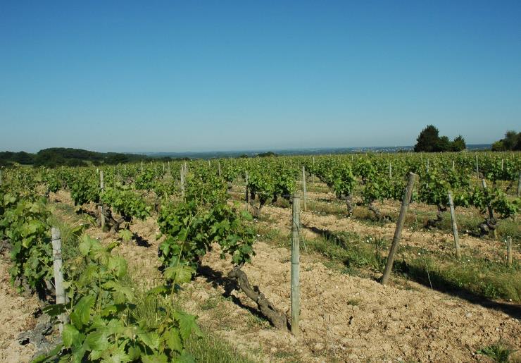 Vignobles d'Anjou - © M.CRIVELLARO