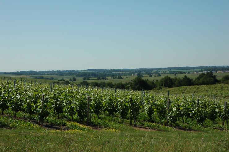 Vignobles d'Anjou - Coteaux du Layon - © M.CRIVELLARO Vignobles d'Anjou - Coteaux du Layon - © M.CRIVELLARO