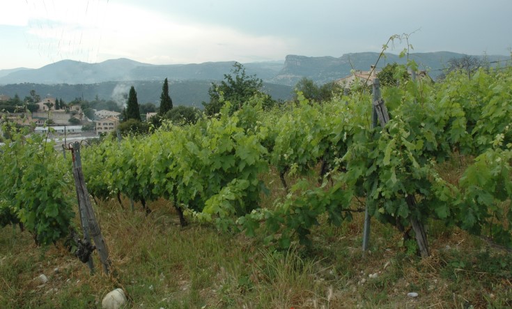 Vignobles de Bellet - Photo Adrien CRIVELLARO