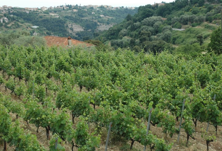 Vignobles de Bellet - Photo Michel CRIVELLARO