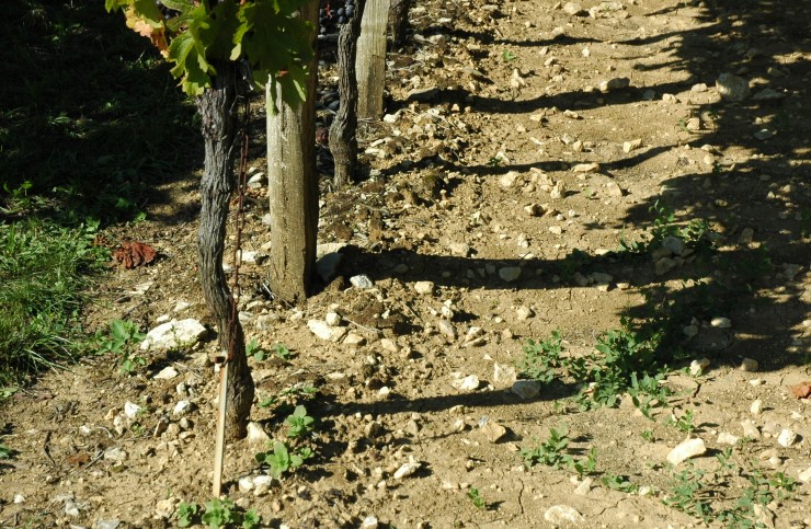 Vignobles de Castillon Côtes de Bordeaux - Sol argilo-calcaire - © M.CRIVELLARO