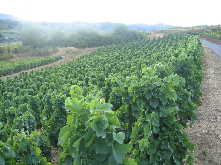 Vignobles de Chénas  - Photo Michel CRIVELLARO