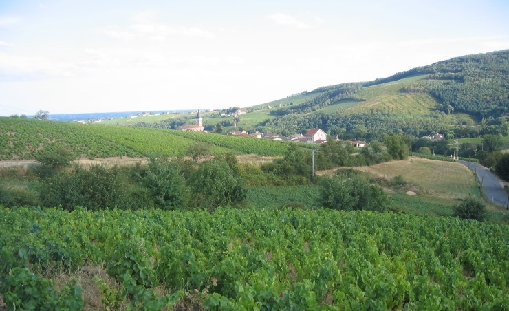 Vignobles de Juliénas - Photo Michel CRIVELLARO