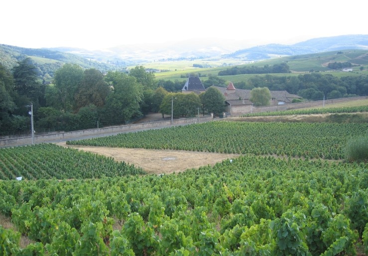 Vignobles de Juliénas  - Photo Michel CRIVELLARO