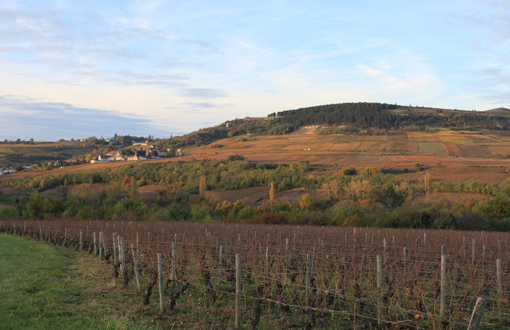 Vignobles de Maranges - Photo Adrien CRIVELLARO