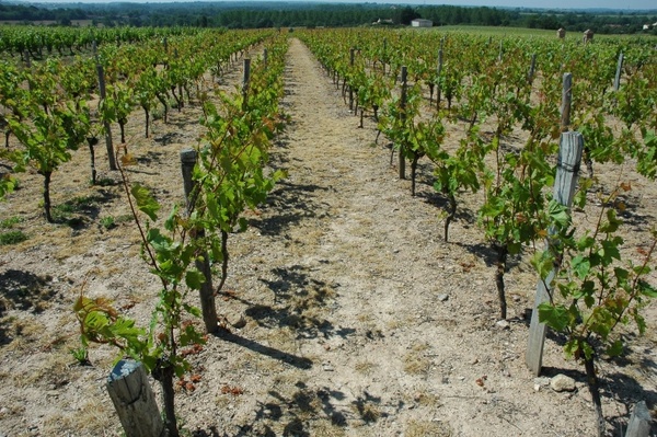 Vignobles de Mareuil - Hauteur de Rosnay - Photo Michel CRIVELLARO