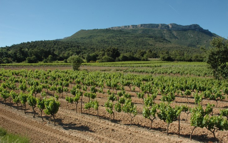 Vignobles de Provence - Village de Pourcieux, vue sur le Mont Aurélien. Photo Adrien CRIVELLARO