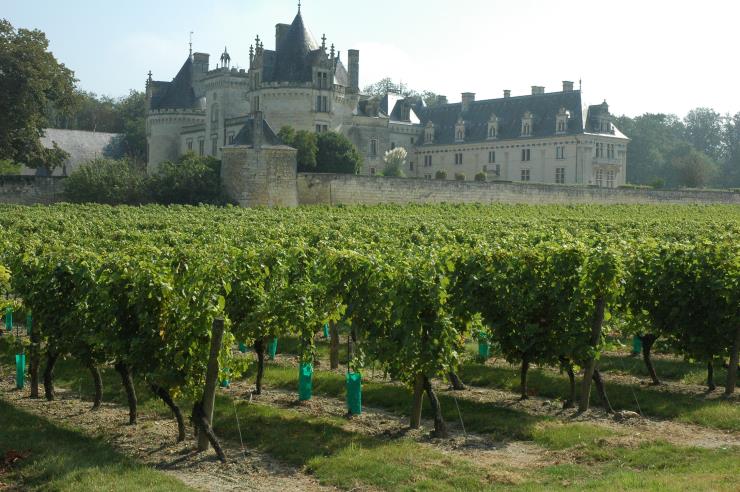Vignobles de Saumur - Châteu de Brézé - © M.CRIVELLARO