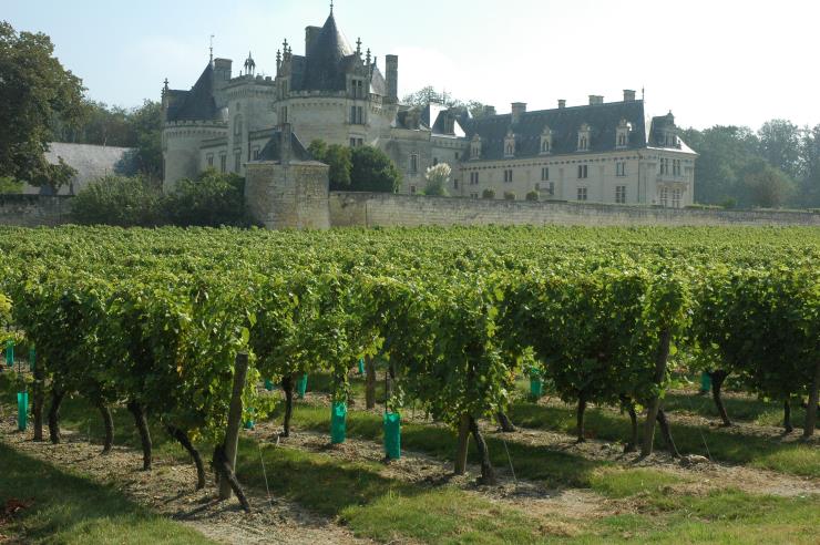 Vignobles de Saumur - Châteu de Brézé - Photo Michel CRIVELLARO