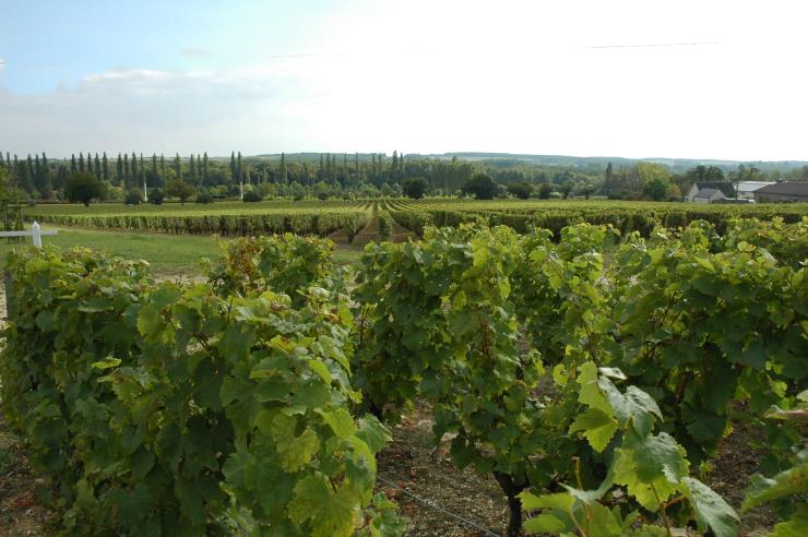 Vignobles de Touraine - © M.CRIVELLARO