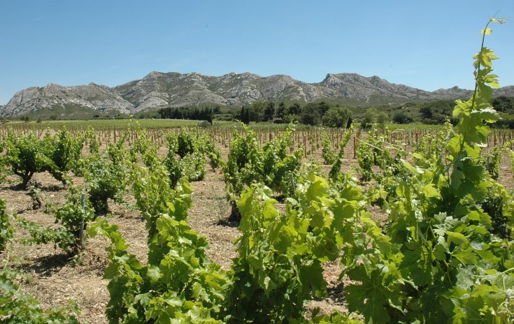 Vignobles des Baux de Provence - Photo Adrien CRIVELLARO