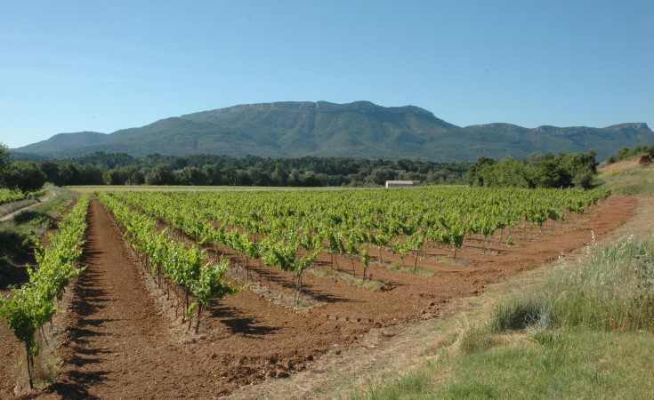 Vignobles des Côteaux d'Aix - Photo Adrien CRIVELLARO