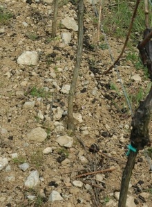 Vignobles des coteaux du Marlenberg à Marlenheim -  Marnes, calcaire coquiller (Muschelkalk)  -  © M.CRIVELLARO