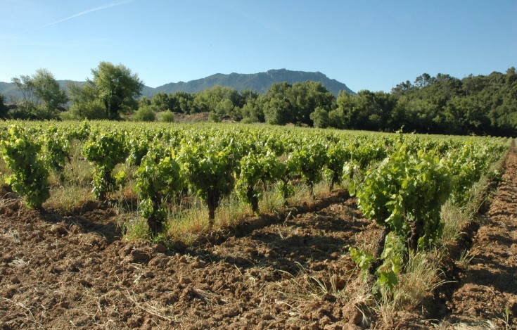 Vignobles des Coteaux Varois à Tourves - Photo Adrien CRIVELLARO