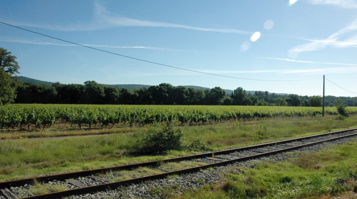 Vignobles des Coteaux Varois - Photo Adrien CRIVELLARO