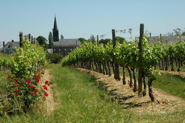 Vignobles en Anjou - Eglise de Bonnezeaux - Photo Michel CRIVELLARO