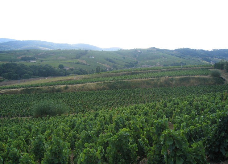Vignobles et monts du Beaujolais - Photo Michel CRIVELLARO