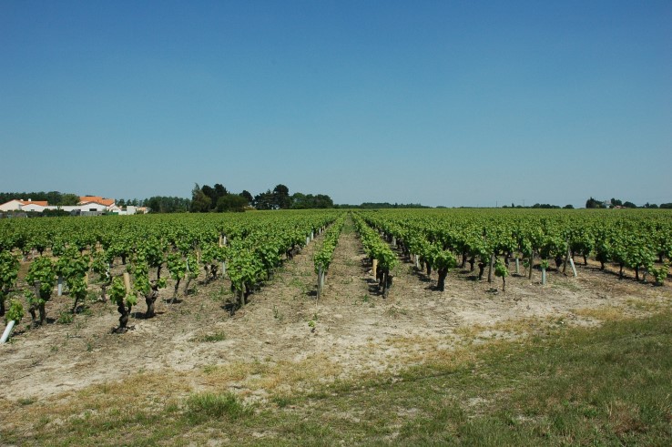 Vignobles Muscadet Sèvre et Maine - Village de Château-Thébaud - Photo Michel CRIVELLARO