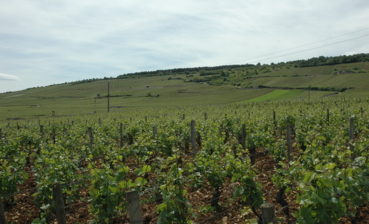 Vosne-Romanéee - Grand Cru "Romanée-Saint-Vivant" en premier plan et "La Tache" à gauche, jusqu'à mi-pente - © M.CRIVELLARO Vosne-Romanéee - Grand Cru "Romanée-Saint-Vivant" en premier plan et "La Tache" à gauche, jusqu'à mi-pente - © M.CRIVELLARO