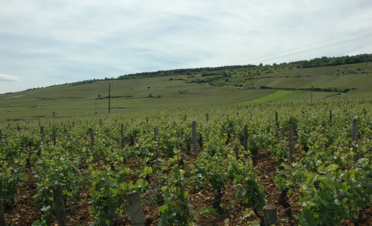 Vosne-Romanéee - Grand Cru "Romanée-Saint-Vivant" en premier plan et  "La Tache" à gauche, jusqu'à mi-pente - © M.CRIVELLARO