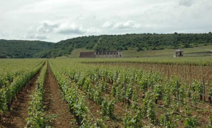 Vougeot - Château du Clos de Vougeot entouré par le vignoble de Clos de Vougeot et la Combe d'Orvaux à gauche, en arrière plan - © M.CRIVELLARO