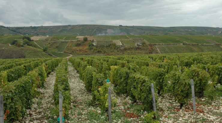 Vue d'ensemble de l'étendue du vignoble de Sancerre, route de Bué.  - Photo Michel CRIVELLARO