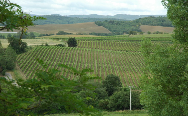 Vue du vignoble de Malepère à Routier - © M.CRIVELLARO