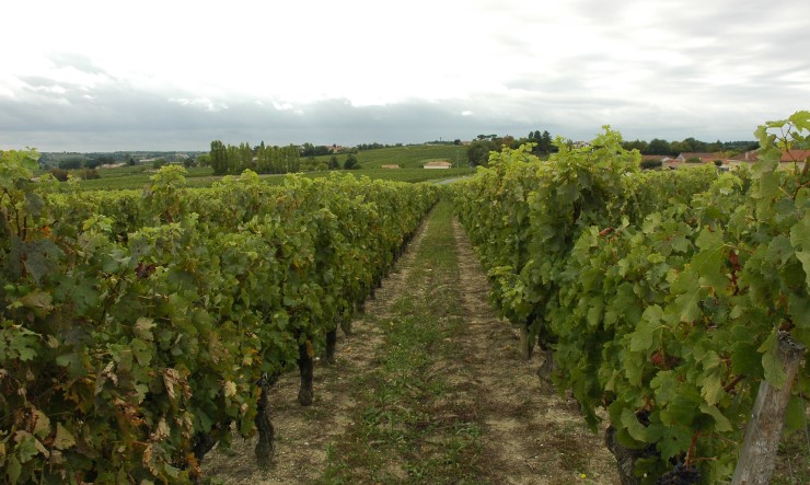 Vue générale du vignoble du Blayais entre les villages de Saint-Paul et Cars. Photo Michel CRIVELLARO