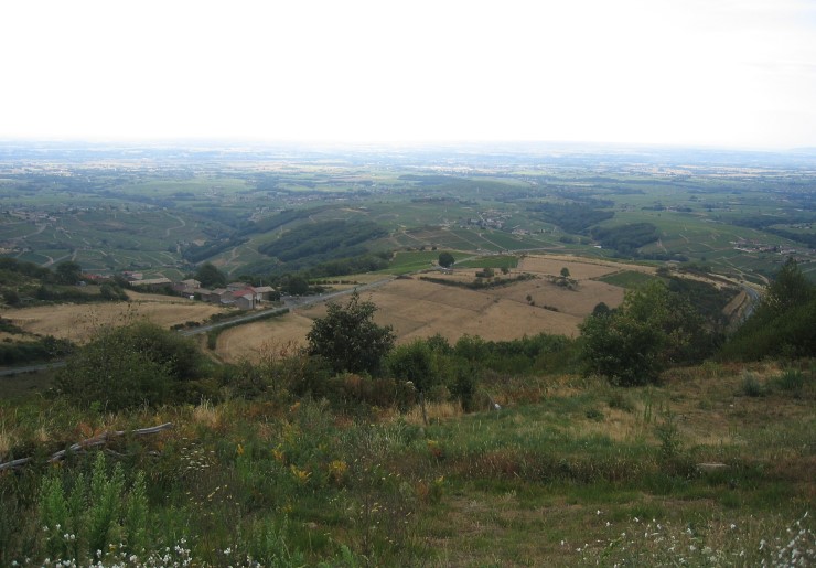 Vue sur les vignobles du Beaujolais et la plaine de la Saône depuis les monts du Beaujolais - Photo Michel CRIVELLARO