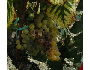 Cépage Sémillon