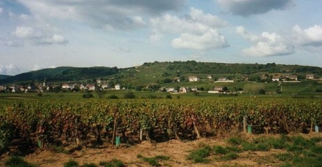 Vignoble Côte Chalonnaise - Commune de Saint-Martin-sous-Montaigu - Auteur Mpmpmp Wikipédia