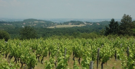Coteaux du Lyonnais à Dardilly Coteaux du Lyonnais à Dardilly