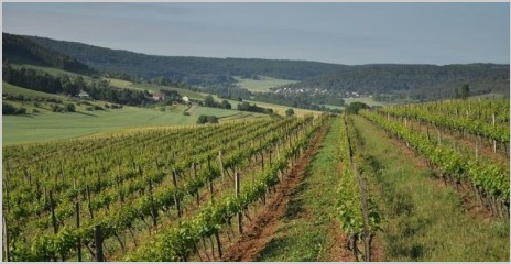 Hautes-Côtes de Nuits à Curtil-Vergy - Vignoble DPH Patrick Hudelot à Villars-Fontaine Hautes-Côtes de Nuits à Curtil-Vergy - Vignoble DPH Patrick Hudelot à Villars-Fontaine