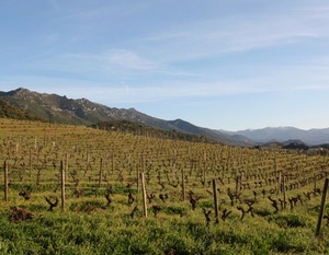 Corse -Patrimonio -Vignoble Antoine Arega 